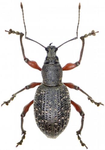 Otiorhynchus stricticollis juniperi